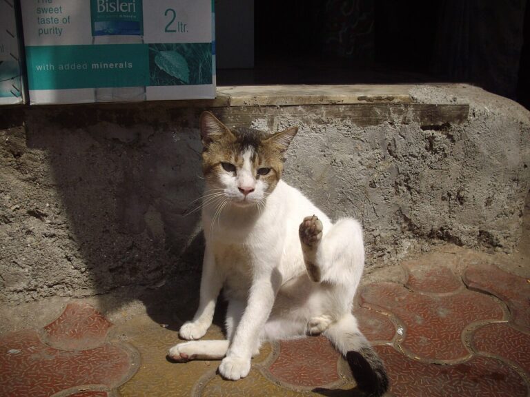 A cat sitting patiently at a window under a cloudy sky