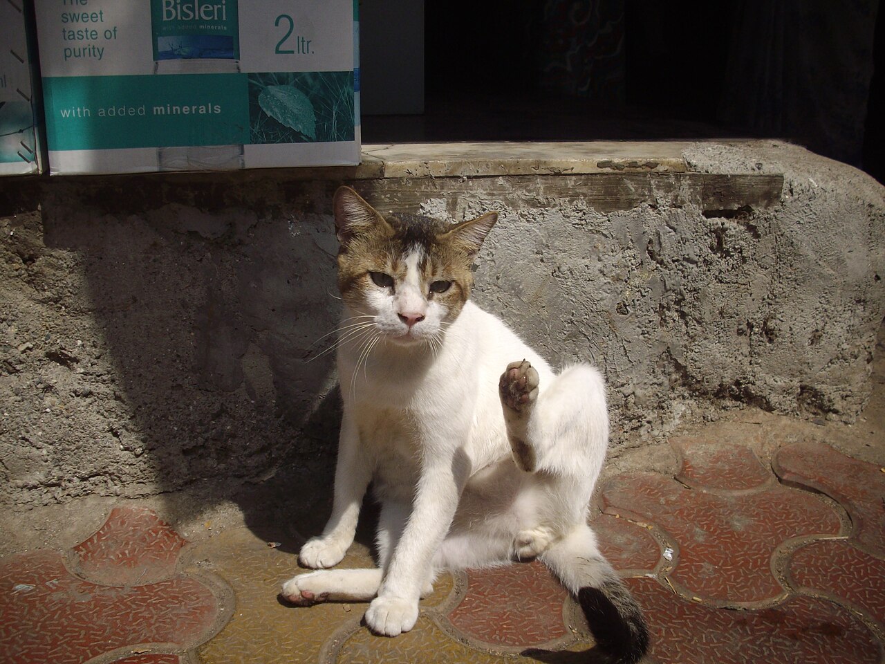 A cat sitting patiently at a window under a cloudy sky