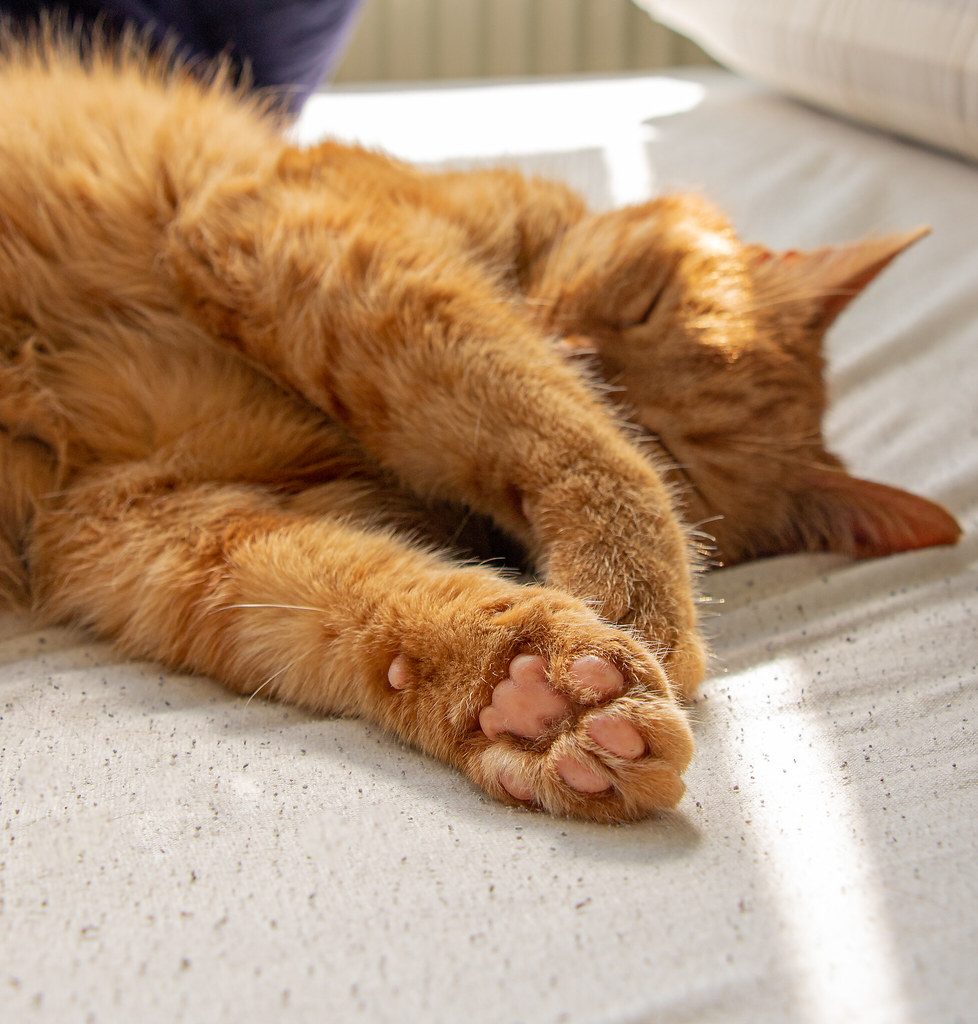 A cat at Sunbeam Voyages