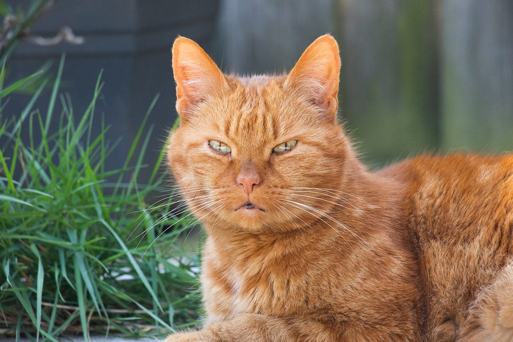 A cat at Sunbeam Voyages Morning Rug Retreat