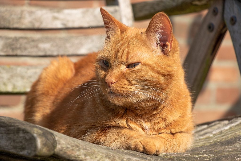A cat at Sunbeam Voyages Midday Windowsill Escape