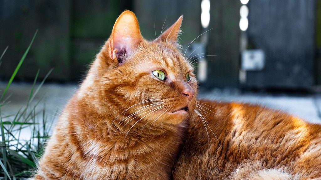 A cat at Sunbeam Voyages Afternoon Staircase Safari