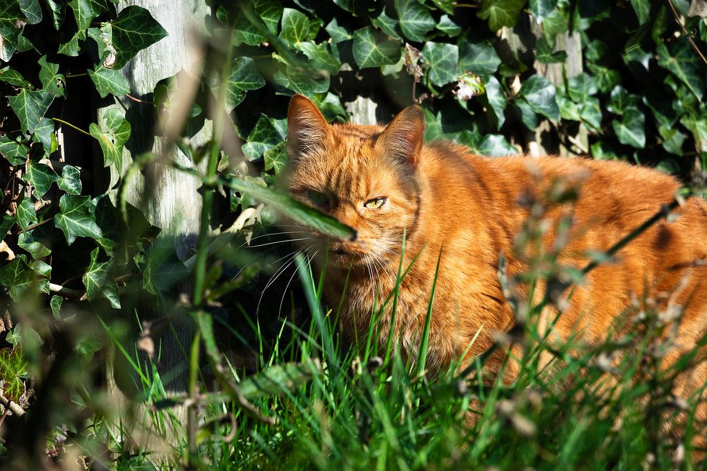 A cat at Sunbeam Voyages Evening Radiator Resort