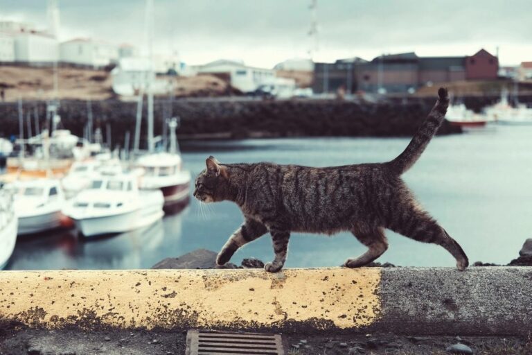 A cat at Sunbeam Voyages