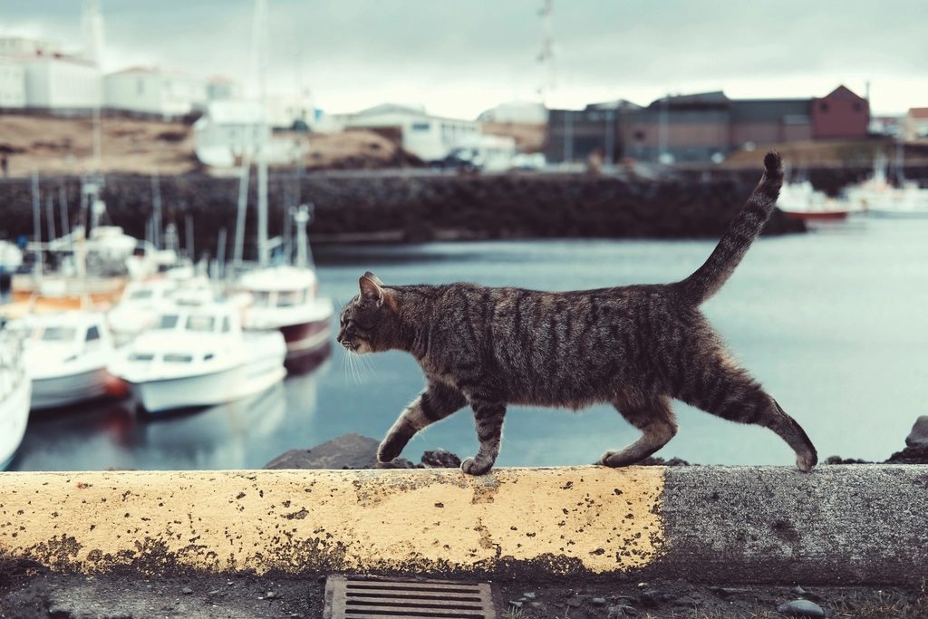 A cat at Sunbeam Voyages