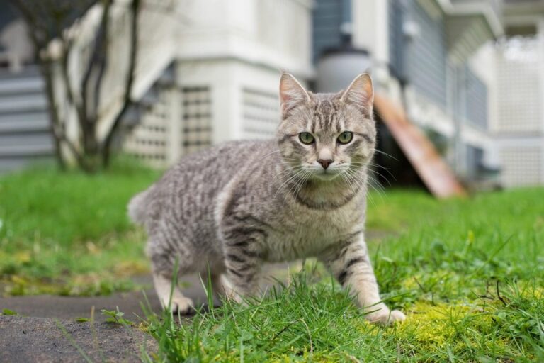 A cat at Sunbeam Voyages