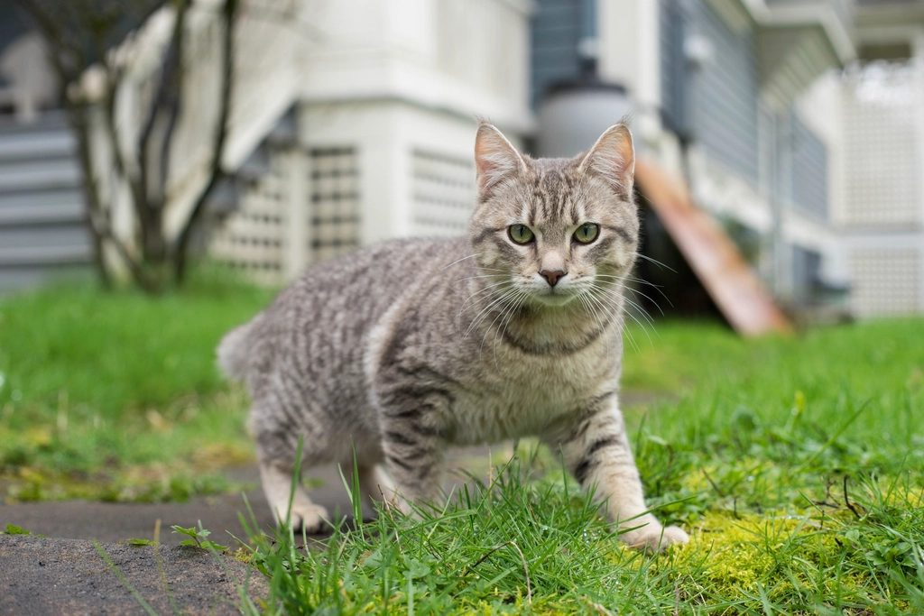 A cat at Sunbeam Voyages