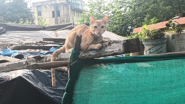 A cat on a cushioned window seat looking out at a garden